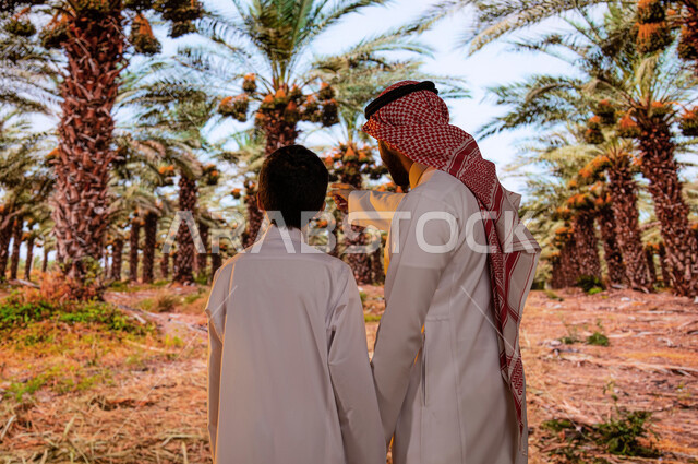 National local products, educational family trips, Saudi agricultural crops, palm farms in Saudi Arabia during the date harvest season, a back image of a Saudi Arabian Gulf boy with his father wearing traditional clothes looking at the fruitful palm trees