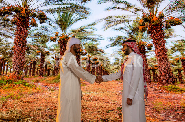 المصافحة والتعارف بين الاصدقاء، محميه طبيعيه لزراعة النخل ،محاصيل زراعيه سعوديه, منتجات محليه وطنيه, مزارع النخيل في السعودية ، مرشد سياحي سعودي مع سائح عربي اماراتي خليجي يرتدي العمامة والكندورة يقفان أمام اشجار النخيل المثمرة في موسم حصاد التمور