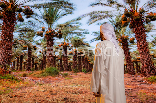 محميه طبيعيه لزراعة النخل ،محاصيل زراعيه سعوديه, منتجات محليه وطنيه, مزارع النخيل في المملكة العربية السعودية ، صورة من الخلف لزائر عربي اماراتي خليجي يرتدي الكندورة والعمامة الاماراتية  ينظر الى اشجار النخيل المثمرة, موسم حصاد التمور