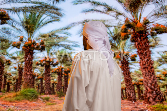 محاصيل زراعيه سعوديه, محميه طبيعيه لزراعة النخل ،منتجات محليه وطنيه, مزارع النخيل في السعودية ، صورة من الخلف لسائح عربي اماراتي خليجي يرتدي العمامة والكندورة الاماراتية ينظر الى اشجار النخيل المثمرة, موسم حصاد التمور