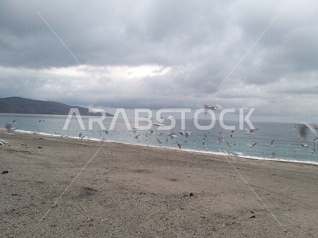Birds flying over the seashore in the state of Khasab on the coast of the Gulf of Oman, the regional center of Musandam Governorate in the Sultanate of Oman, the natural marine, mountainous and archaeological formation of the state of Khasab, famous touri