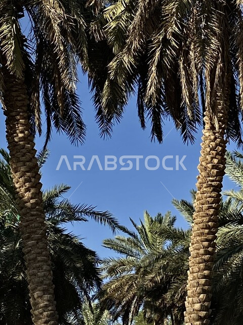 Palm tree farms and orchards in Riyadh, close-up of green palm trees, a natural reserve and farmland for planting date palm trees, dates harvest season in the Kingdom of Saudi Arabia.