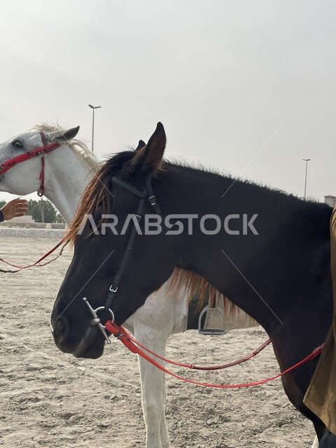 مزرعة لتربية وتدريب الجياد بالمملكة العربية السعودية، صورة مقربة لخيلين عربيين أصيلين، حصان في إسطبل الأحصنة، العناية بالخيول العربية الأصيلة.