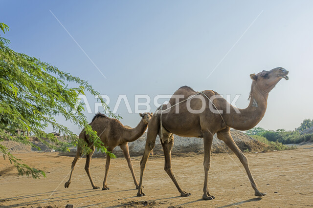 الأعشاب والنباتات الخضراء، ناقة تمشي بالقرب من البحيرة,  المحميات الطبيعية في الوادي الاخضر في جدة ، تربية حيوان الجمل في محمية برية في المملكة العربية السعودية, خلفية الطبيعة.