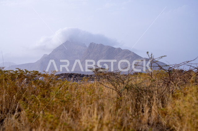 نباتات عشبية صفراء, معالم تاريخيه اثرية, المرتفعات الجبلية والتكوينات الصخرية الطبيعية في سلطنة عمان ,جبل شمس شمال غرب عمان, أماكن سياحيه مشهورة, خلفية الطبيعه