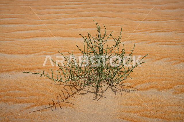 Close-up of herbal plants in the Empty Quarter desert, landscapes in the desert environment, hills and sand dunes in the Kingdom of Saudi Arabia, soft golden sand formations, desert nature background