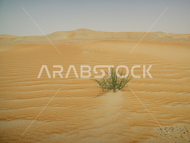 صورة مقربة لعشبه نباتية في صحراء الربع الخالي، المناظر الطبيعية في البيئة الصحراوية ، التلال و الكثبان الرملية في المملكة العربية السعودية, تشكيلات الرمال الذهبية الناعمة, خلفية الطبيعه الصحراوية