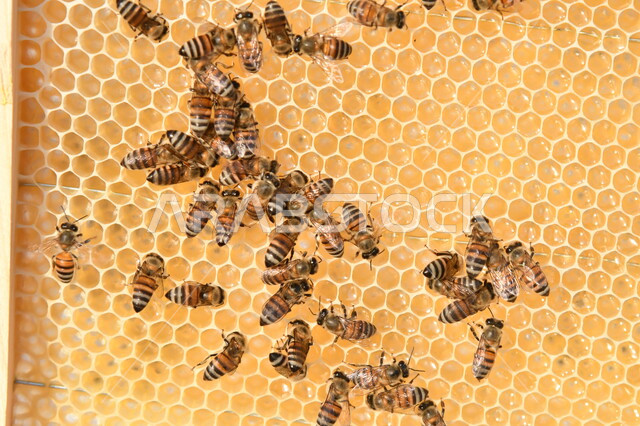 Saudi local national product, original beeswax, close-up of a group of bees in the hive, beekeeping farms in Saudi Arabia, extracting natural honey from apiaries in the Kingdom of Saudi Arabia