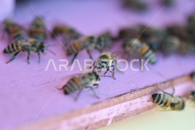 منحلة طبيعيه, صورة مقربه لمجموعه من النحل في البيوت الخشبية، مزارع تربية النحل في السعوديه ، استخراج العسل الطبيعي من المناحل في المملكه العربيه السعوديه ، منتج  وطني محلي سعودي