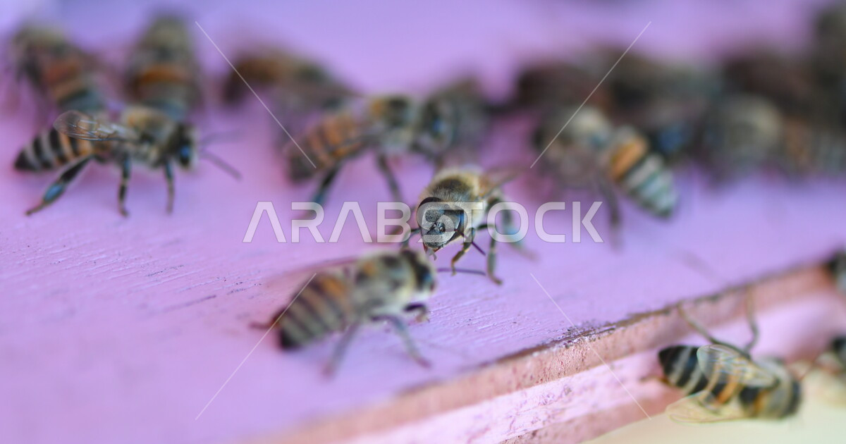 A natural apiary, a close-up of a group of bees in wooden houses ...