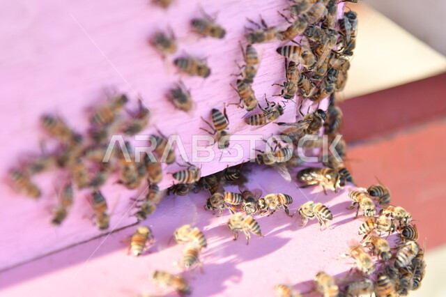 منحلة طبيعيه, صورة مقربه لمجموعه من النحل في البيوت الخشبية، مزارع تربية النحل في السعوديه ، استخراج العسل الطبيعي من المناحل في المملكه العربيه السعوديه ، منتج  وطني محلي سعودي