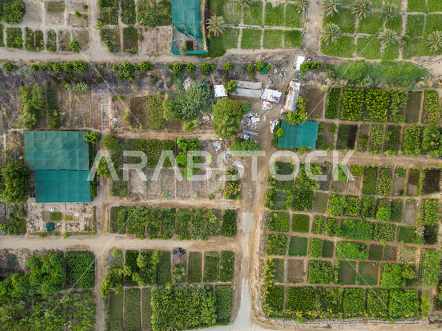 المشاتل والنباتات الخضراء، صورة جوية للحقول الزراعية  بالمملكة العربية السعودية، أراضي ومحاصيل زراعية محلية، تقدم وتطور القطاع الزراعي، زراعة الخضراوات الطبيعية.