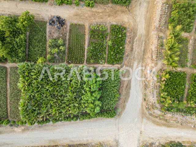المشاتل والنباتات الخضراء، صورة جوية للحقول الزراعية  بالمملكة العربية السعودية، أراضي ومحاصيل زراعية محلية، تقدم وتطور القطاع الزراعي، زراعة الخضراوات الطبيعية.