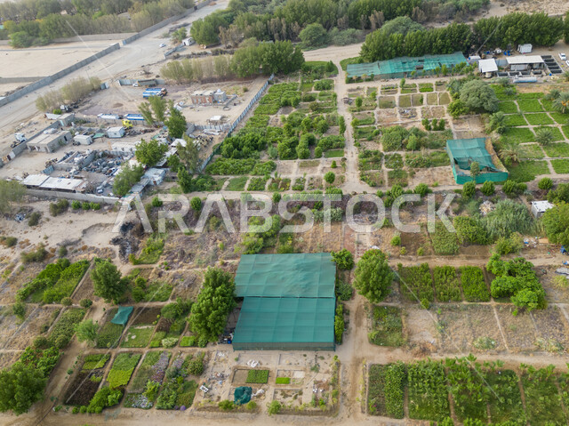 الإنتاج المحلي للمحاصيل في السعودية، المشاتل والنباتات الخضراء، صورة جوية للحقول الزراعية  بالمملكة العربية السعودية، أراضي ومساحات زراعية محلية، تقدم وتطور القطاع الزراعي، زراعة الخضراوات الطبيعية.