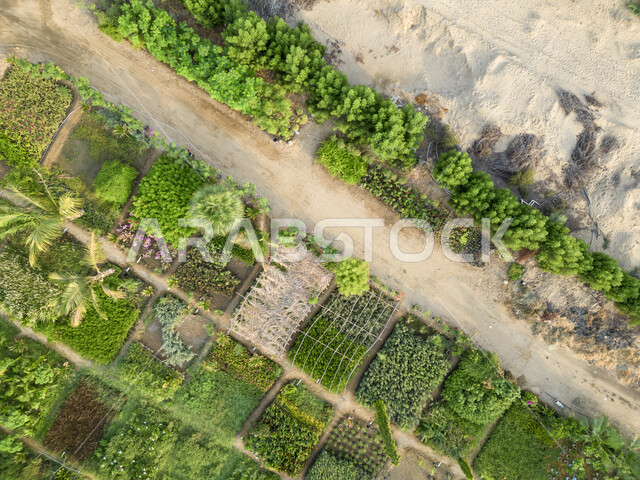 الإنتاج المحلي للمحاصيل في السعودية، المشاتل والنباتات الخضراء، صورة جوية للحقول الزراعية  بالمملكة العربية السعودية، أراضي ومساحات زراعية محلية، تقدم وتطور القطاع الزراعي، زراعة الخضراوات الطبيعية.