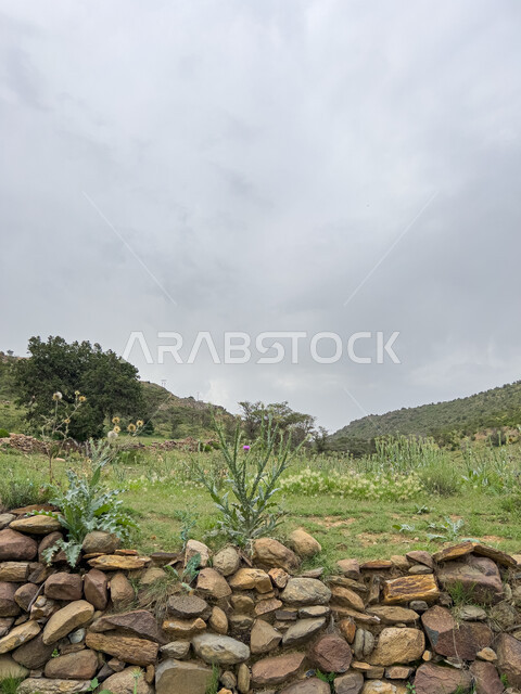 الأشجار والنباتات الخضراء في جبال السودة بعسير ، الطبيعة الخلابة في المملكة العربية السعودية، منتزه السودة في منطقة عسير، اماكن سياحية جبلية خضراء, السياحة في السعودية