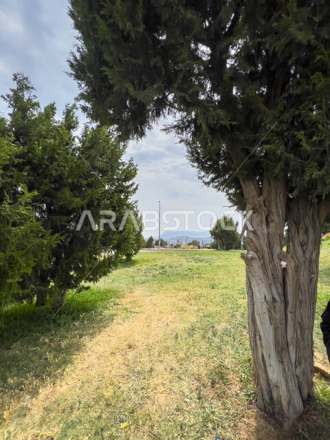 المناظر الطبيعية في الباحة، الأعشاب والأشجار والنباتات الخضراء في حديقة الأمير مشاري بن سعود شمال غرب الباحة في المملكة العربية السعودية، منتزهات وأماكن سياحية مشهورة، حدائق وأنشطة ترفيهية في الرياض.