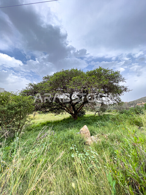 الهضاب والجبال والمرتفعات، الأعشاب والأشجار والنباتات الخضراء في جبال السودة بمنطقة عسير في المملكة العربية السعودية، منظر السماء والسحب البيضاء، البيئة الطبيعية في منتزه السودة، أماكن ومناطق سياحية مشهورة.