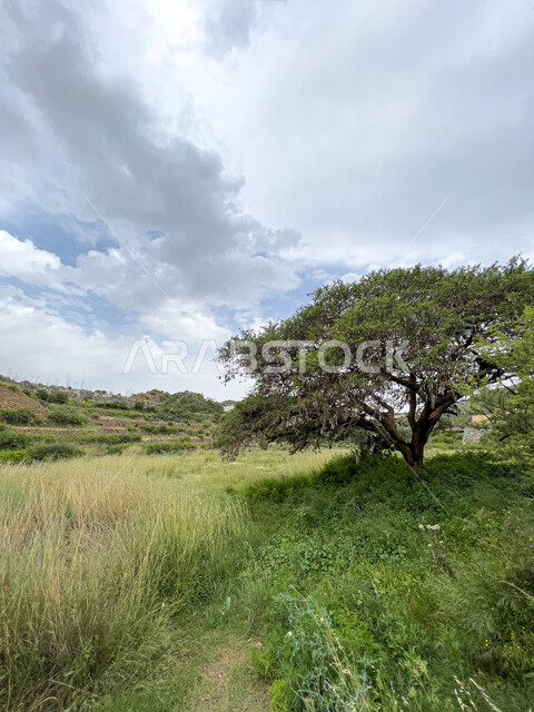 منظر السماء والسحب البيضاء، الأعشاب والأشجار والنباتات الخضراء في جبال السودة بمنطقة عسير في المملكة العربية السعودية، الهضاب والجبال والمرتفعات، البيئة الطبيعية في منتزه السودة، أماكن سياحية مشهورة.