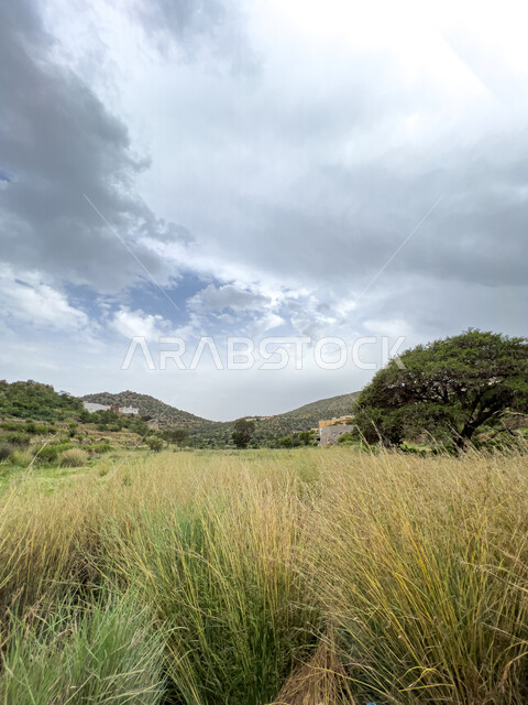 الأشجار والنباتات الخضراء في جبال السودة بمنطقة عسير في المملكة العربية السعودية، منظر السماء والسحب البيضاء، الهضاب والجبال والمرتفعات، مناظر الطبيعة في منتزه السودة، أماكن سياحية مشهورة.