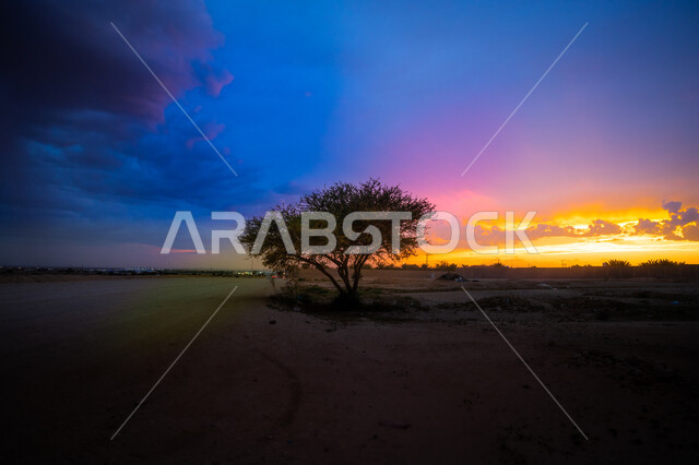 شجرة قزمية وحيدة في إحدى ضواحي مدينة الرياض في المملكة العربية السعودية, البيئة الطبيعية و النباتات الخضراء, الغيوم و الشفق الملون في أفق السماء, الضواحي والأماكن النائية في الرياض. 