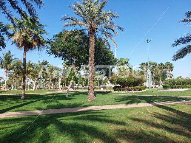 حديقة بحيرة ينبع بالمملكة العربية السعودية المليئة بأشجار النخيل والطبيعة الخضراء، أماكن ومعالم سياحية طبيعية في السعودية، الاهتمام بالحدائق والمنتزهات الترفيهية في مدينة ينبع