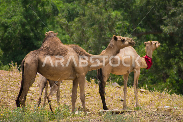 مجموعة من الجمال في الجبل في المملكة العربية السعودية ، قافلة من أزواج الجمال في محمية برية ، قطيع من الجمال في الصحراء في وضع النهار ، تربية المواشي والحيوانات، خلفيه الطبيعه
