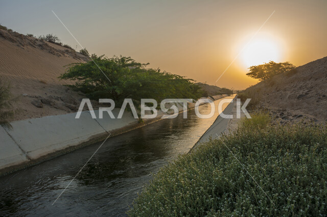 Trees and green plants, irrigation water stream, water valley between sandy hills in the city of Jeddah in the Kingdom of Saudi Arabia at sunset, nature background