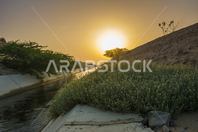 Irrigation water stream, a water valley between sandy hills in the city of Jeddah in the Kingdom of Saudi Arabia at sunset, trees and green plants, nature background