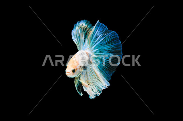 سمكة البيتا الملونه  على خلفية سوداء، تربية أسماك الزينه الأليفة، الثروة السمكيه البحريه في العالم العربي، سمكة السيامي المقاتله في الأنهار و البرك.
