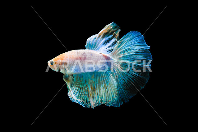 سمكة السيامي المقاتله في الأنهار و البرك، الثروة السمكيه البحريه في العالم العربي، تربية أسماك الزينه الأليفة، سمكة البيتا الملونه  على خلفية سوداء.