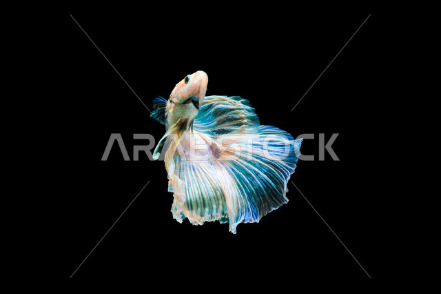 الثروة السمكيه البحريه في العالم العربي، تربية أسماك الزينه الأليفة، سمكة البيتا الملونه  على خلفية سوداء، سمكة السيامي المقاتله في الأنهار و البرك.