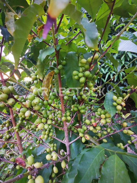 ثمار و أغصان شجرة البن السعودي في  المملكة العربية السعودية، زراعة اشجار البن الخولاني في محافظة الفيفاء، الاشجار والنباتات الخضراء في جازان، محاصيل زراعيه ومنتجات محلية وطنية  سعوديه ، خلفية الطبيعة