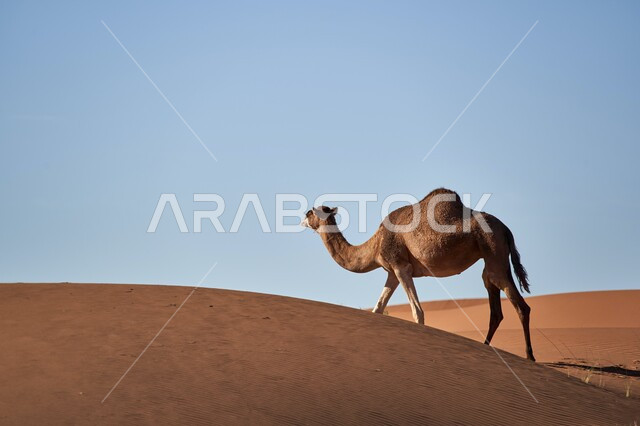 حيوان الجمل يسير في الصحراء العربية، تربية الجمال والإبل، البيئة والطبيعة الصحراوية، محمية طبيعية برية، ناقة تسير في إحدى المناطق الصحراويه في المملكة العربية السعودية.