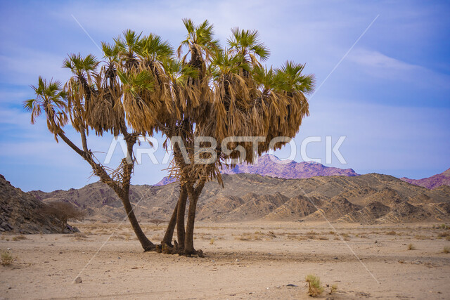 أشجار نخيل الدوم في صحراء المملكة العربية السعودية ، القمم والمرتفعات الجبلية, محمية طبيعيه لزراعة النخل والنباتات الخضراء، اشجار ومحاصيل زراعيه، خلفية الطبيعة الصحراوية