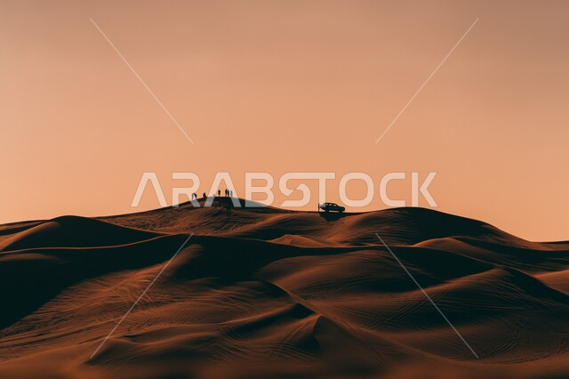 قطيع من الجمال والابل في محمية طبيعية برية في صحراء الربع الخالي وقت غروب الشمس، الهضاب والتلال الرمليه، الرمال الناعمه الذهبية، تربية المواشي و الجمال والإبل في المملكة العربية السعودية، المناطق الصحراوية