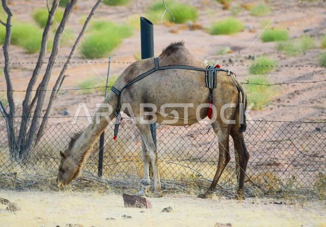 تربية و رعاية حيوان الجمل، صورة جانبية لإبل صغير في إحدى المحميات الطبيعية في المملكة العربية السعودية، محمية برية في المناطق الصحراوية، البيئة الطبيعيه في السعودية.
