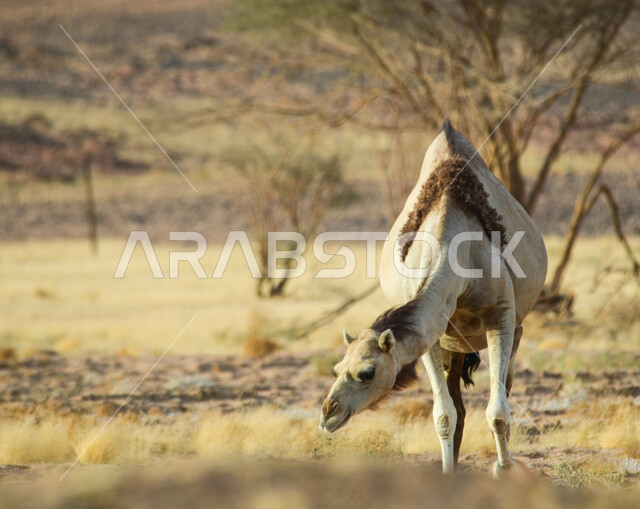 إبل صغير في إحدى المحميات الطبيعيه في المملكة العربية السعودية، تربية و رعاية حيوان الجمل، محمية برية في المناطق الصحراوية، البيئة الطبيعية في السعودية.