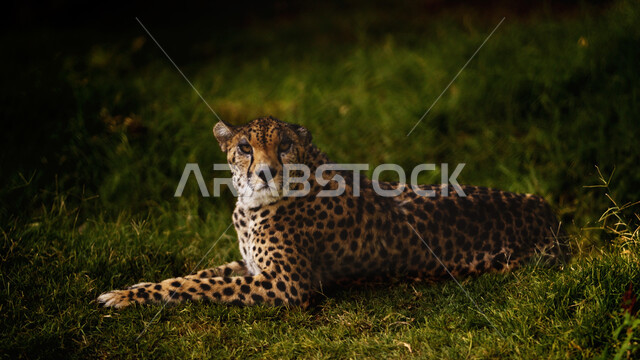 تربية و رعاية الحيوانات المفترسة, حيوان النمر الصياد في احدى المزارع، حديقة الحيوانات في المملكة العربية السعودية، محميات طبيعية برية, خلفية الطبيعة