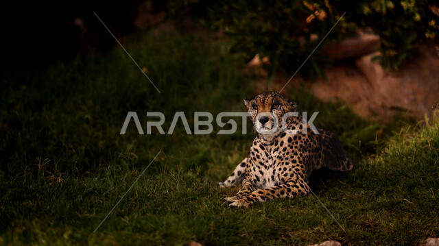 رعاية وتربيه الحيوانات المفترسة, حيوان النمر الصياد في احدى المزارع، حديقة الحيوانات في المملكة العربية السعودية، محميات طبيعية برية, خلفية الطبيعة