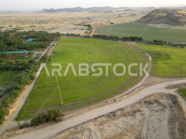 An aerial photograph of circular agricultural fields, green plants and meadows in the spring, lands and local crops in the Kingdom of Saudi Arabia, progress and development of the agricultural sector, cultivation of natural vegetables, a Saudi national pr