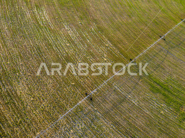 أراضي ومحاصيل محلية بالمملكة العربية السعودية، النباتات والمروج الخضراء في فصل الربيع، صورة جوية لحقول زراعية دائرية، تقدم وتطور القطاع الزراعي، زراعة الخضراوات الطبيعية، منتج وطني سعودي، محور زراعي 
