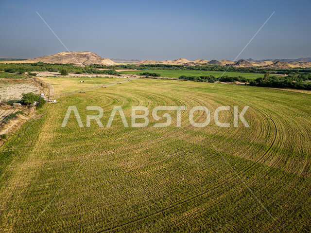 تقدم وتطور القطاع الزراعي، النباتات والمروج الخضراء في فصل الربيع، صورة جوية لحقول زراعية دائرية، أراضي ومحاصيل محلية بالمملكة العربية السعودية، زراعة الخضراوات الطبيعية، منتج وطني سعودي، محور زراعي 
