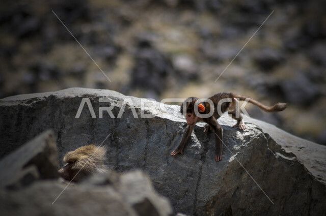 مملكة القرود البدائية، صورة مقربة لقرد البابون يتسلق المنحدرات الجبلية في المملكة العربية السعودية، الطبيعة البرية والجبلية في السعودية، محميات طبيعية لرعاية و تربية الحيوانات.