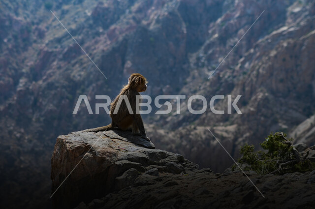 قرد البابون في إحدى المنحدرات الجبلية في المملكة العربية السعودية، مملكة القرود البدائية، الطبيعة البرية والجبلية في السعودية، محميات طبيعية لرعاية و تربية الحيوانات.