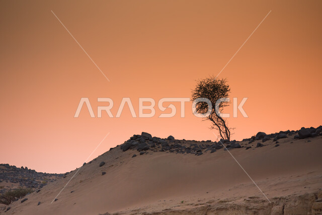 الطريق البري بين المملكه وقطر، المناظر الصحراويه والطبيعه الجبليه والكثبان الرمليه على طريق سلوى في المملكة العربية السعودية، شجرة جافة في الاراضي الصحراوية, الحجارة الصخرية و التلال والهضاب في المناطق الجبلية, خلفية الطبيعه