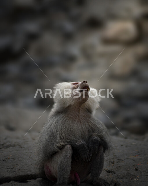 صورة مقربة لقرد البابون في إحدى المنحدرات الجبلية في مدينة الطائف في المملكة العربية السعودية، الطبيعة البرية والجبلية في السعودية، محمية طبيعية لتربية الحيوانات