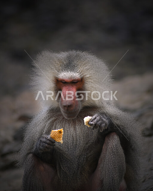 الطبيعة البرية والجبلية في السعودية، صورة مقربة لقرد البابون في إحدى المنحدرات الجبلية في مدينة الطائف في المملكة العربية السعودية، محمية طبيعية لتربية الحيوانات