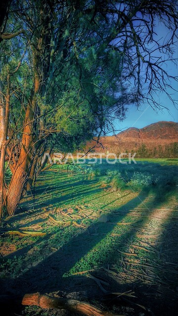 صورة مقربة للأشجار والنباتات الخضراء،القمم والمرتفعات الجبلية، المناظر والحدائق الطبيعية الخضراء، خلفية الطبيعة