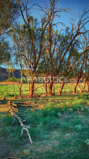 المناظر والحدائق الطبيعية الخضراء، صورة مقربة للأشجار والنباتات الخضراء، خلفية الطبيعة